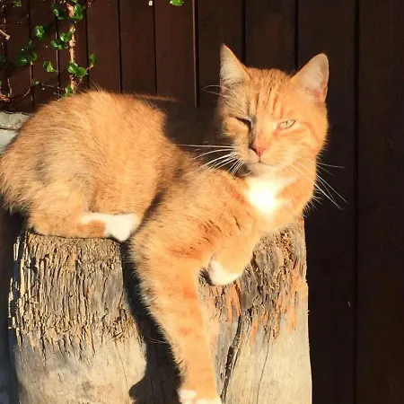 Lägenhet Ferienwohnung Im Gaertle *