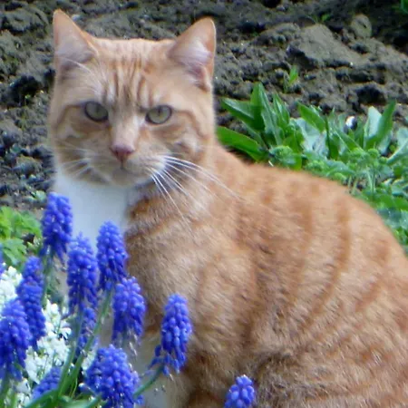 Ferienwohnung Im Gaertle *
